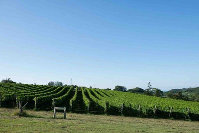 Yoichi vineyard landscape with mountains in Hokkaido, Japan's premier cool-climate wine region